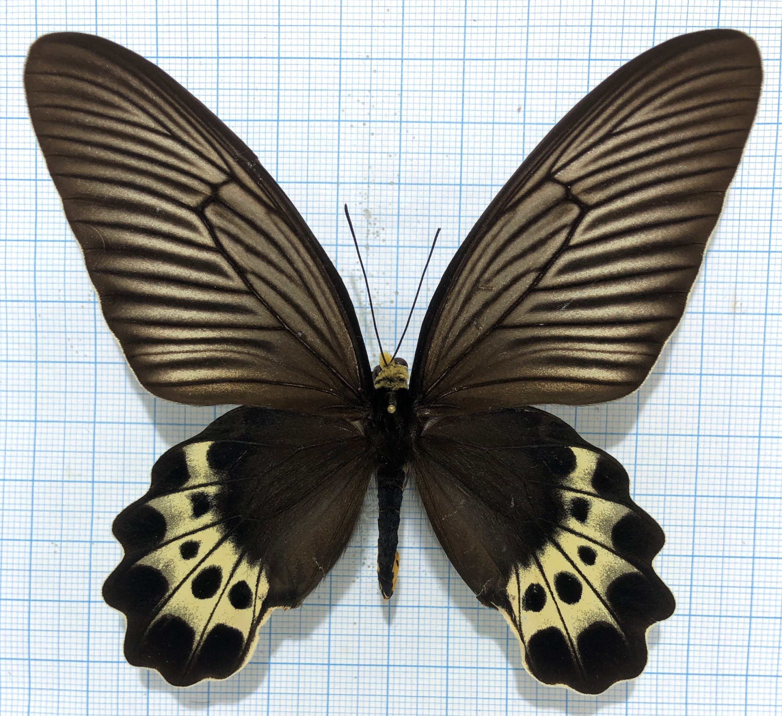 Atrophaneura priapus, pair, A1/A1-, Indonesia — изображение 2