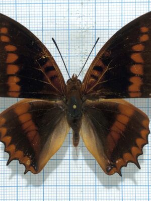Charaxes lucretius, male, A-, DRC