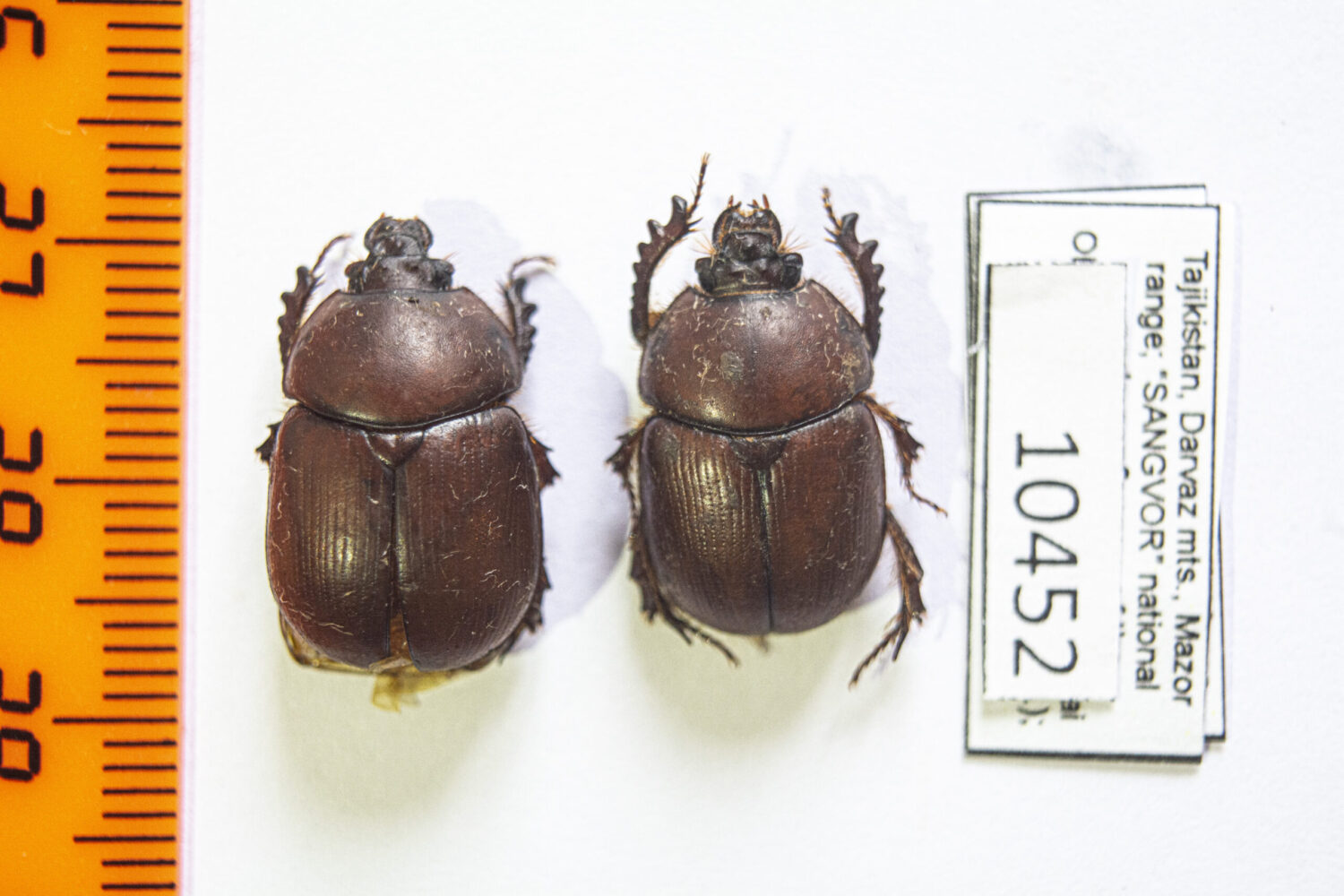 Eubolbitus radoszkowskii (Solsky, 1876) # 10452