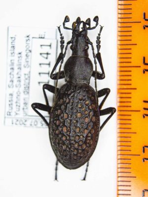 Carabus (Acoptolabrus) lopatini (Morawitz, 1886) #11141