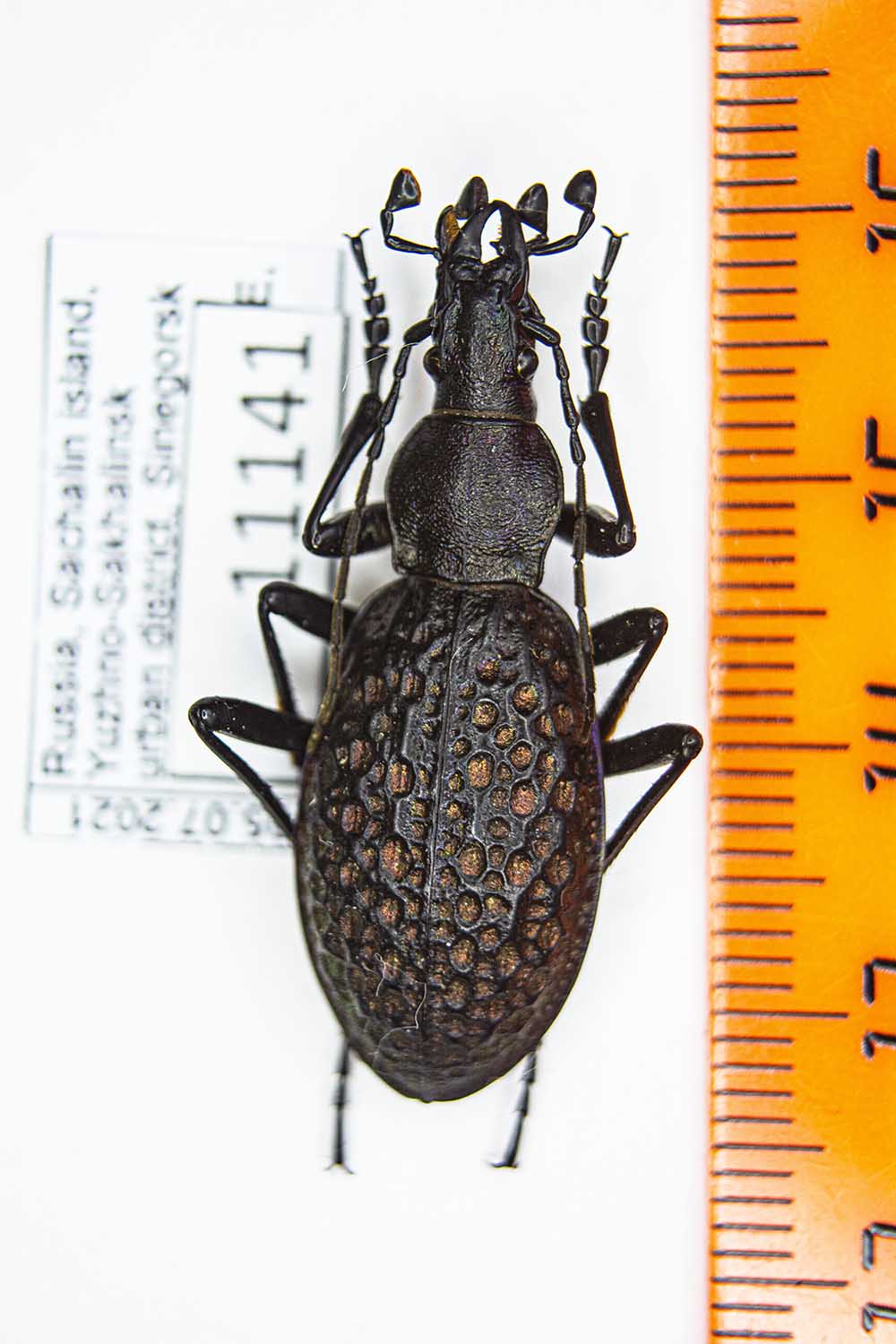 Carabus (Acoptolabrus) lopatini (Morawitz, 1886) #11141