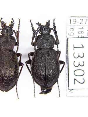 Carabus (Diocarabus) loschnikovi loschnikovi Fischer, 1823 #13302