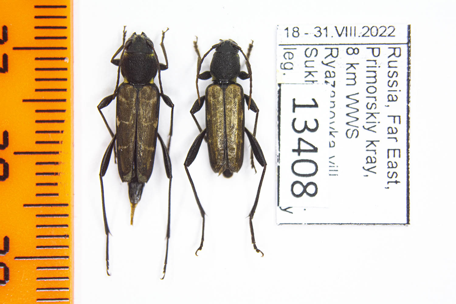 Xylotrechus cuneipennis (Kraatz, 1879) # 13408