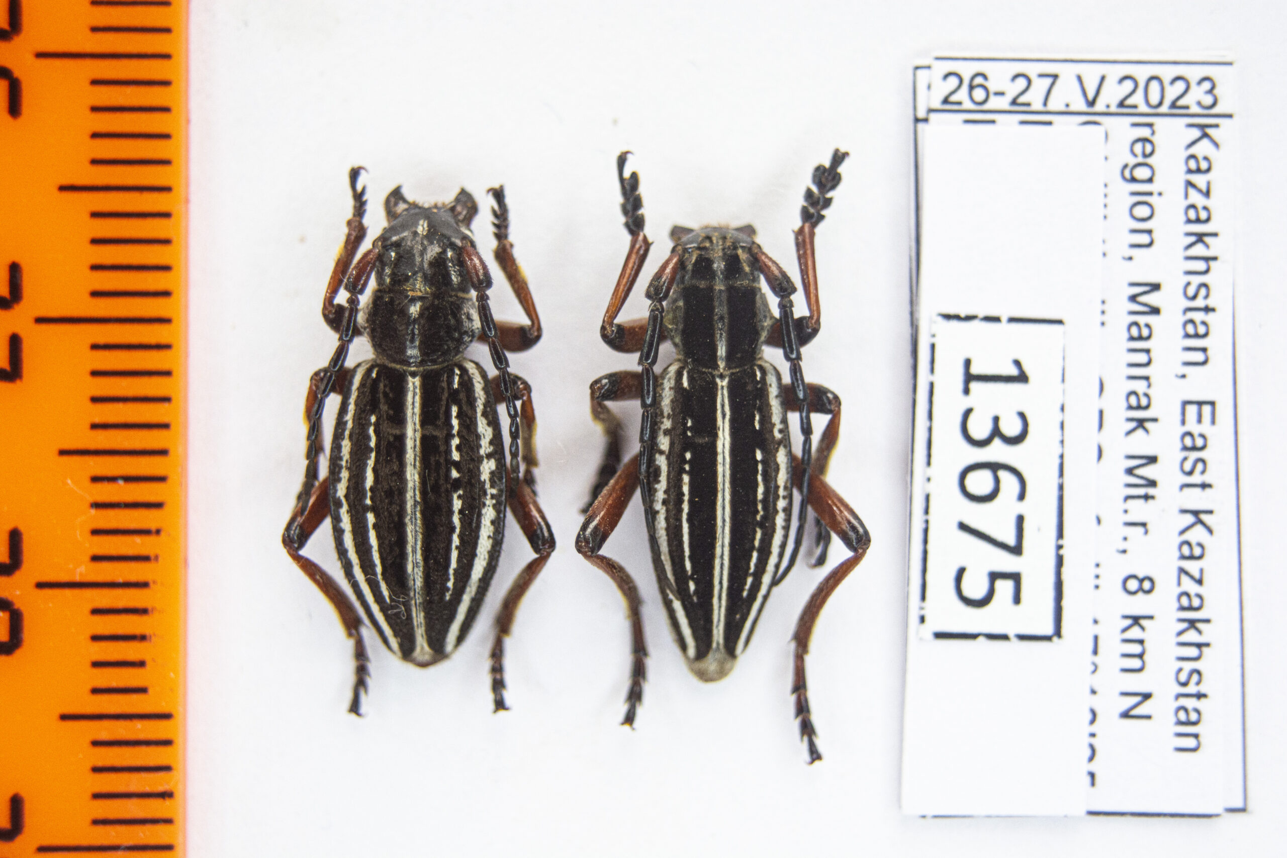 Dorcadion (Acutodorcadion) songaricum (Ganglbauer, 1884) #13675