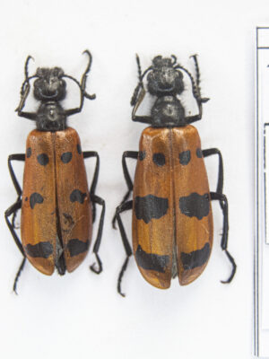 Mylabris calida (Pallas, 1782) #13679