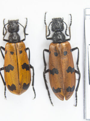 Mylabris calida (Pallas, 1782) # 13682