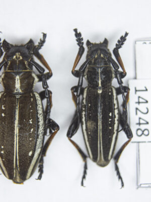 Dorcadion (Compsodorcadion) cephalotes (A.Jakovlev, 1890) # 14248