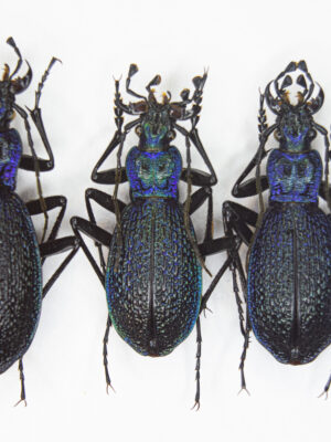 Carabus (Chaetocarabus) intricatus (Linnaeus, 1761) # 14552