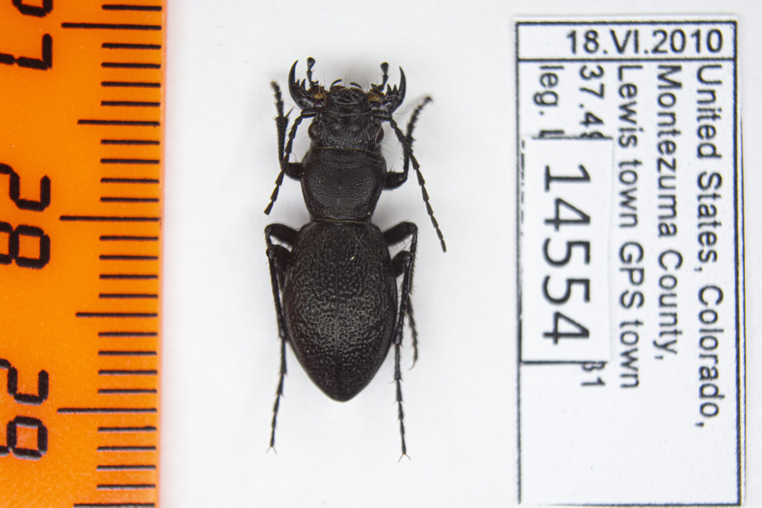 Omus audouinii (Reiche 1838) #14554 — InsectPlace