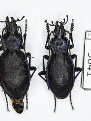 Carabus (Mesocarabus) problematicus (Herbst, 1786) # 9641