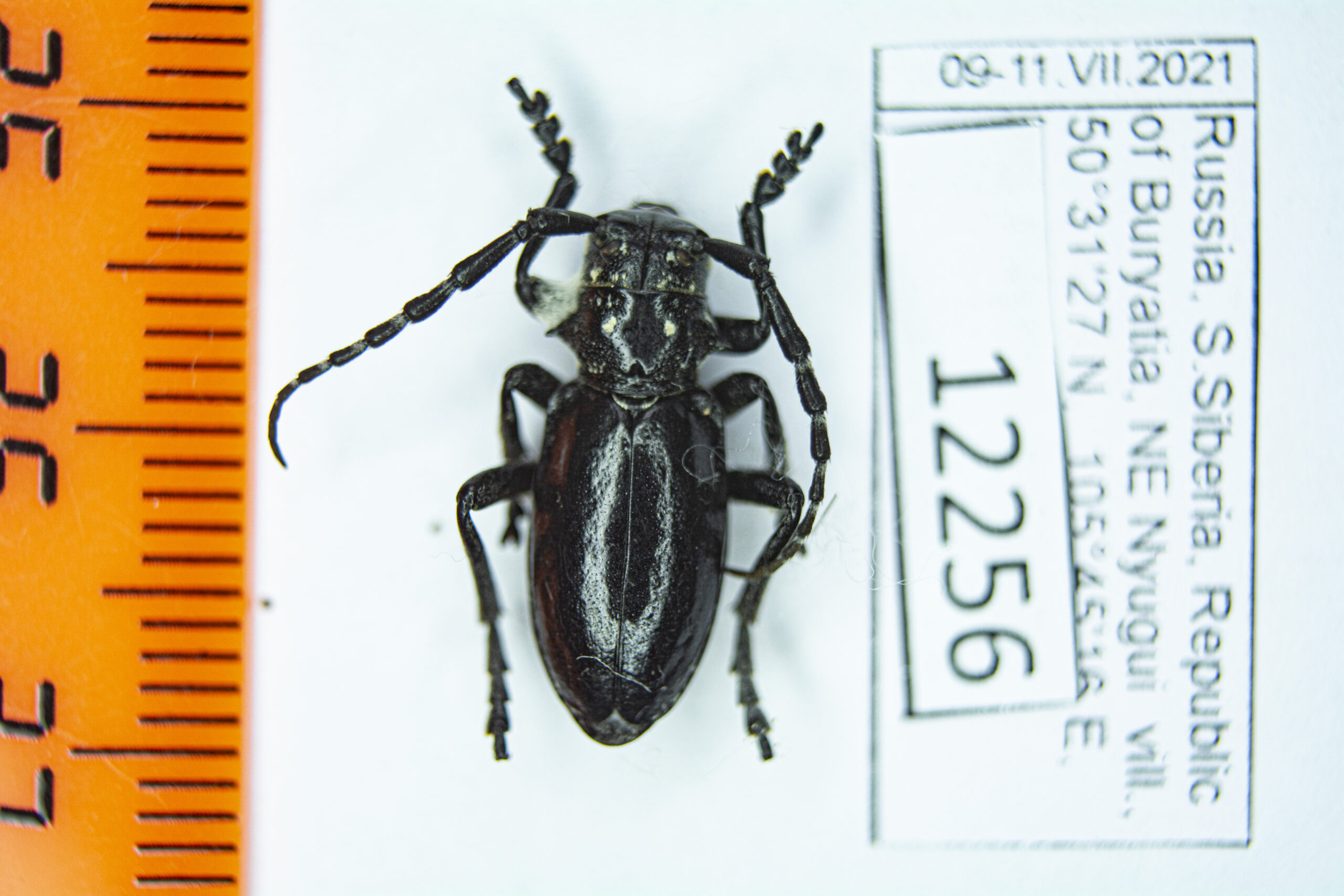 Eodorcadion (Humerodorcadion) humerale humerale (Gebler, 1823)
