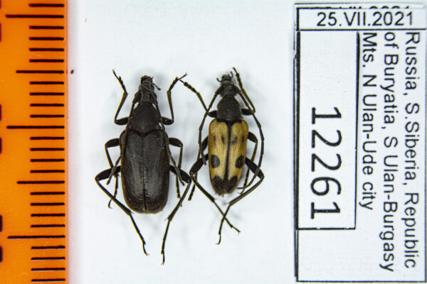 Pachytodes longipes Gebler, 1832 #12261 — InsectPlace