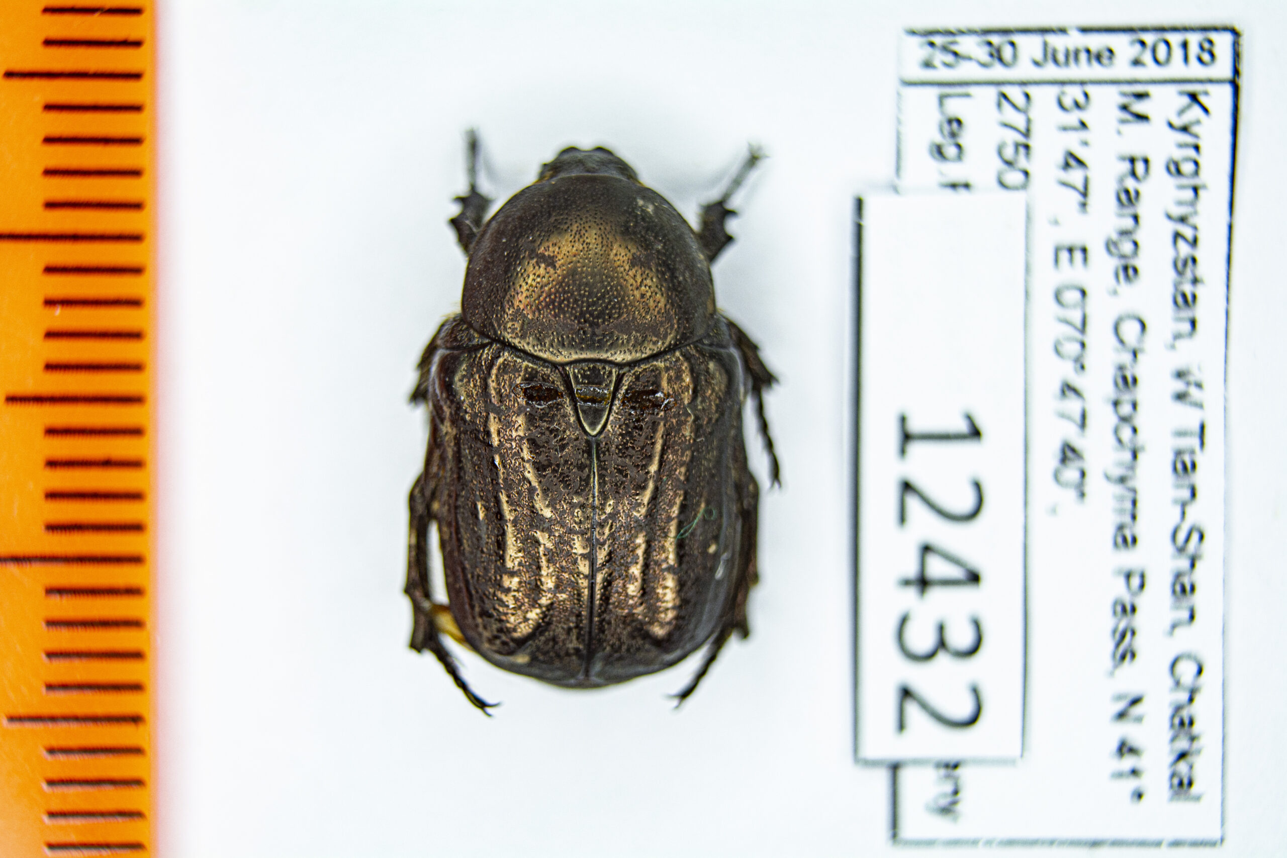 Protaetia (Netocia) interruptocostata (Ballion, 1871) #12432