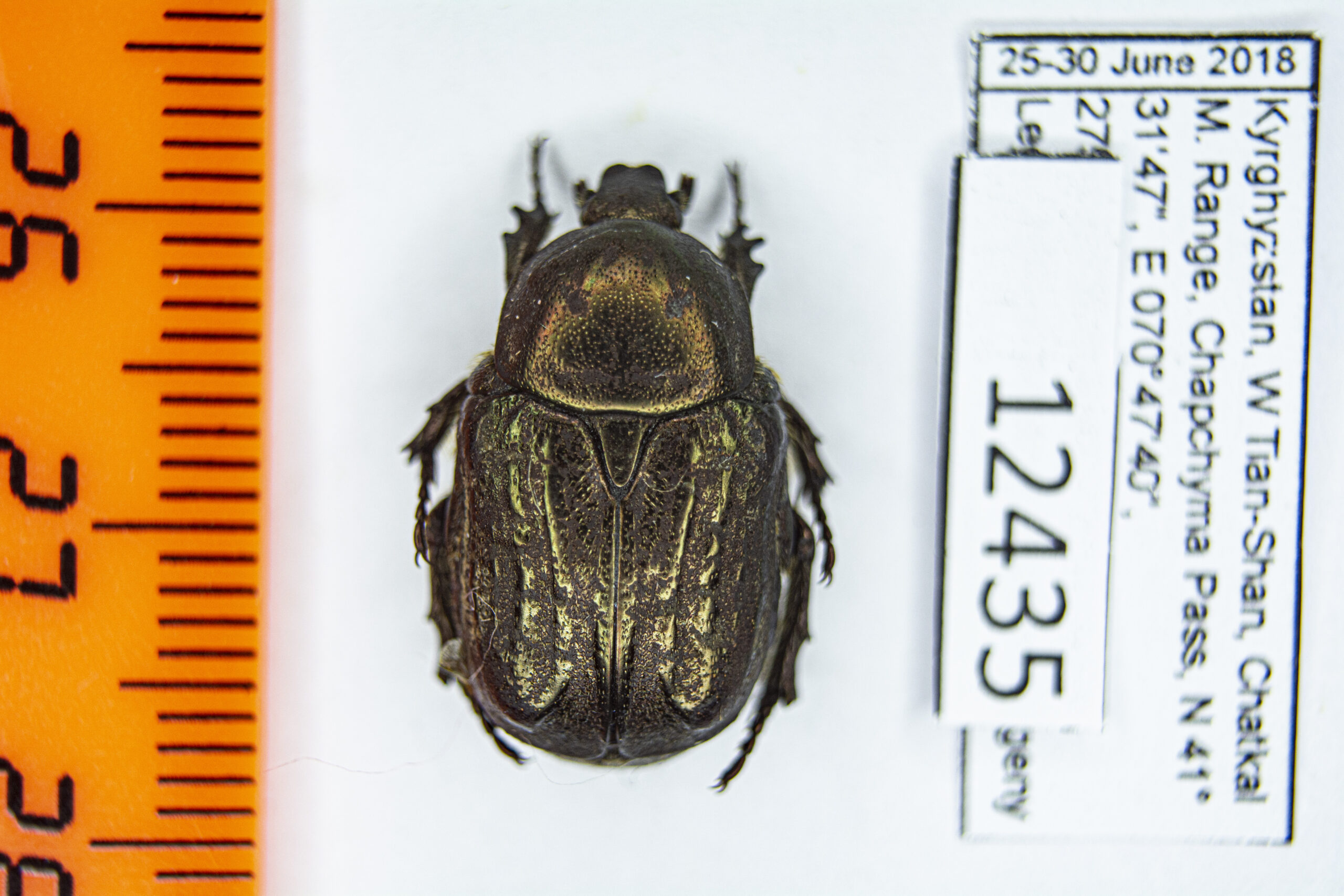 Protaetia (Netocia) interruptocostata (Ballion, 1871) #12435