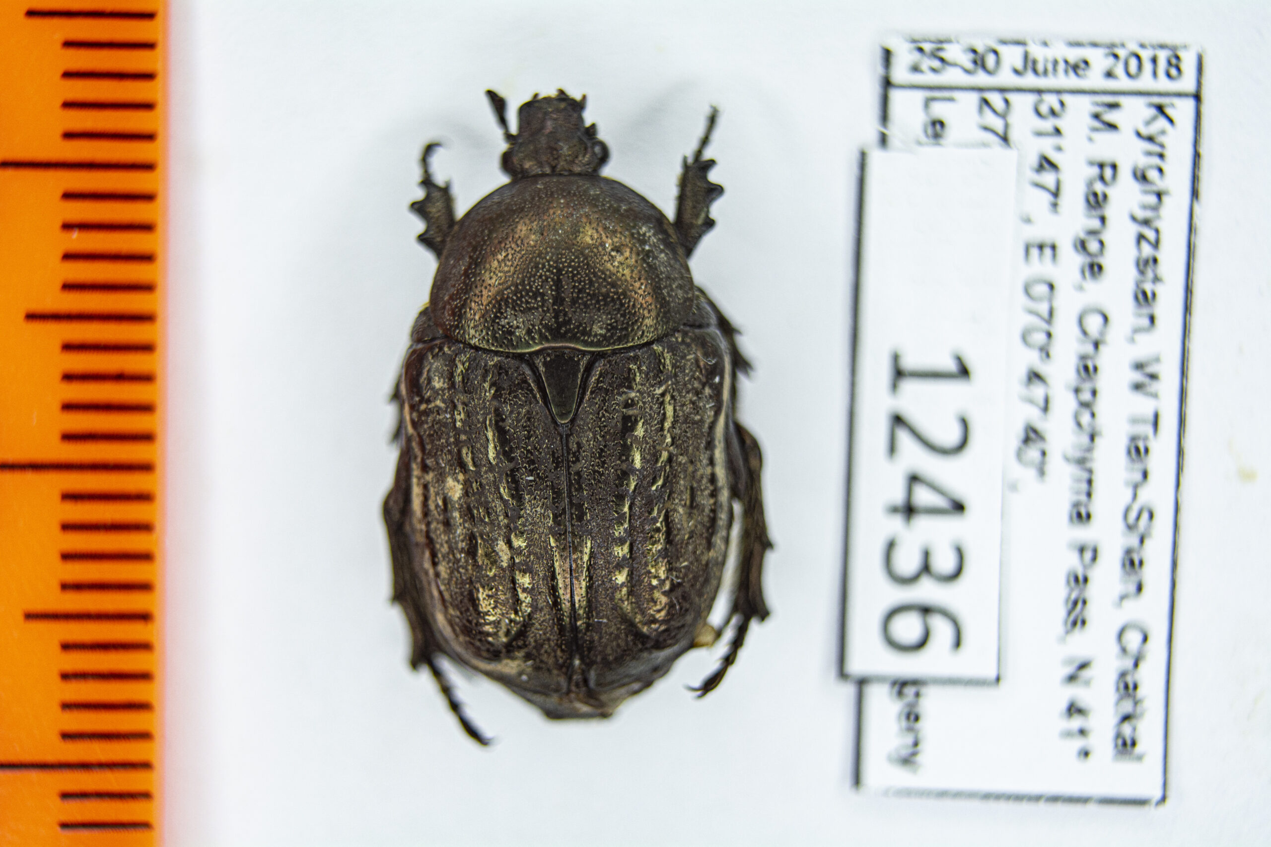 Protaetia (Netocia) interruptocostata (Ballion, 1871) #12436