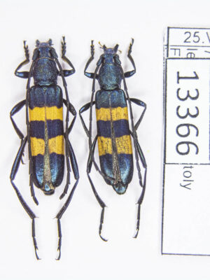 Polyzonus fasciatus (Fabricius, 1781) # 13666