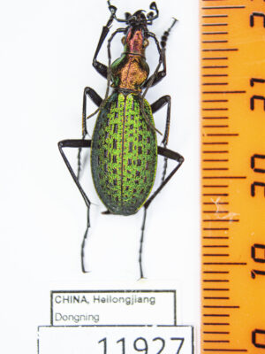 Carabus (Acoptolabrus) constricticollis (Kraatz, 1886) 11927