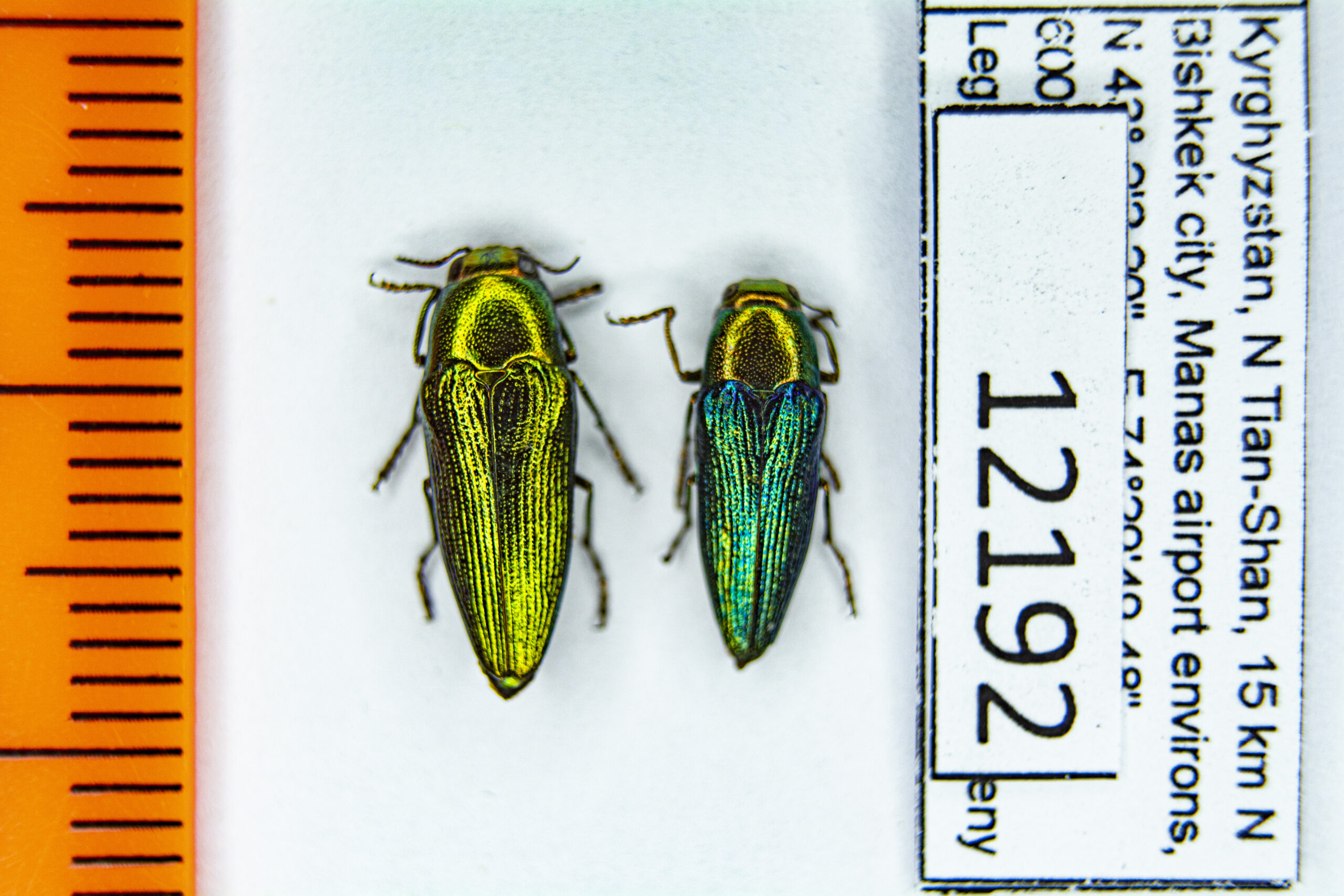 Sphenoptera (Chrysoblemma) tamarisci beckeri (Dohrn, 1866) 12192