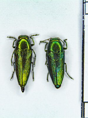 Sphenoptera (Chrysoblemma) tamarisci beckeri (Dohrn, 1866) 12193