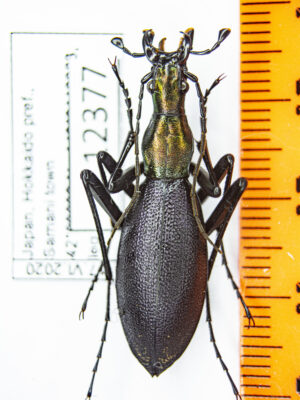 Carabus (Damaster) blaptoides rugipennis (Motschulsky, 1861) 12377