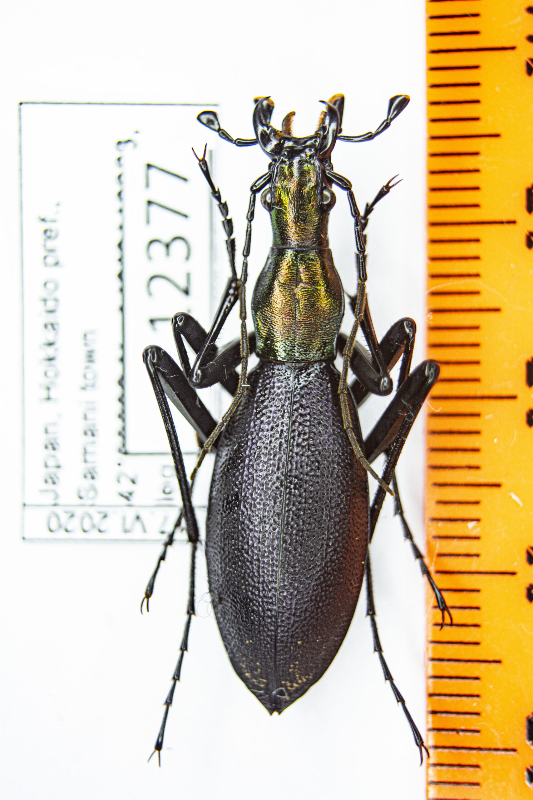 Carabus (Damaster) blaptoides rugipennis (Motschulsky, 1861) 12377