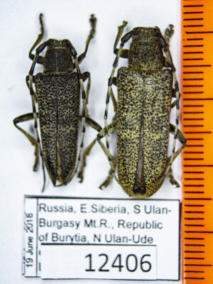 Saperda (s. str.) carcharias (Linnaeus, 1758) 12406