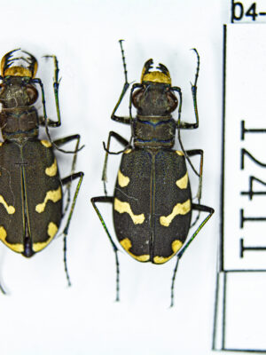 Cicindela (s.str.) songorica (Motschulsky, 1845) 12411