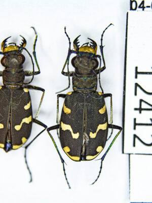 Cicindela (s.str.) songorica (Motschulsky, 1845) 12412