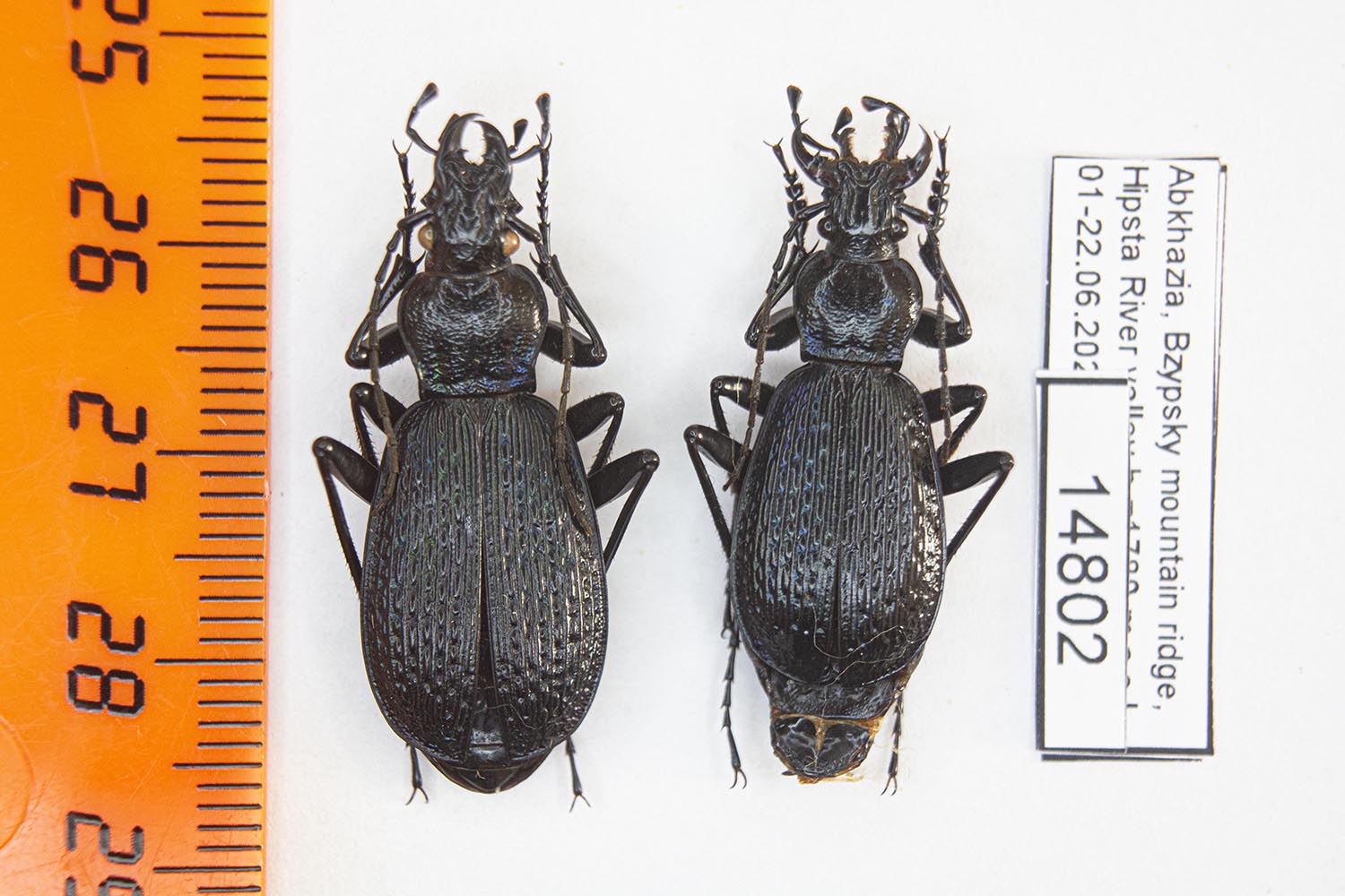 Carabus (Tribax) apschuanus apschuanus (Rost, 1893) 14802