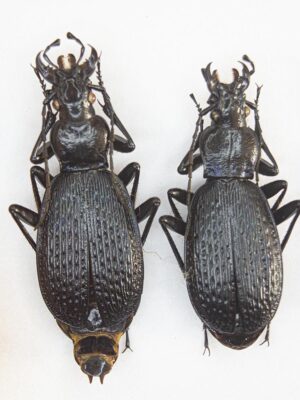 Carabus (Tribax) apschuanus apschuanus (Rost, 1893) 14804