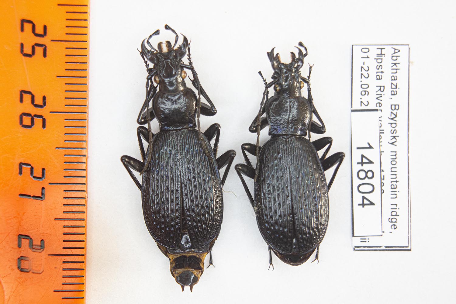 Carabus (Tribax) apschuanus apschuanus (Rost, 1893) 14804