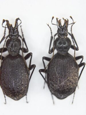 Cychrus starcki (Reitter, 1888) 14805
