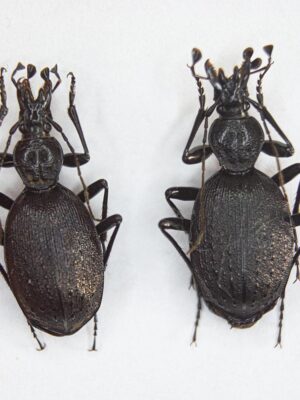 Cychrus starcki (Reitter, 1888) 14806
