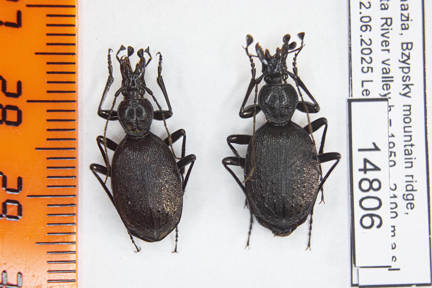 Cychrus starcki (Reitter, 1888) 14806