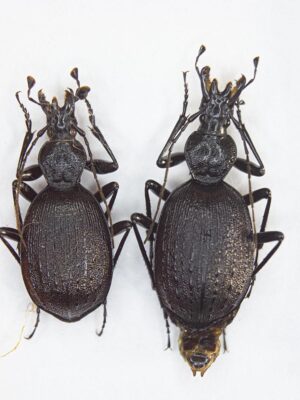 Cychrus starcki (Reitter, 1888) 14807