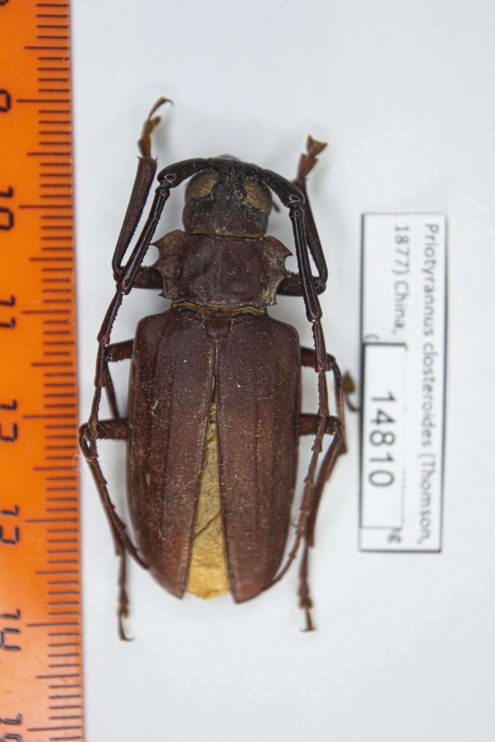 Priotyrannus closteroides (Thomson, 1877) 14810