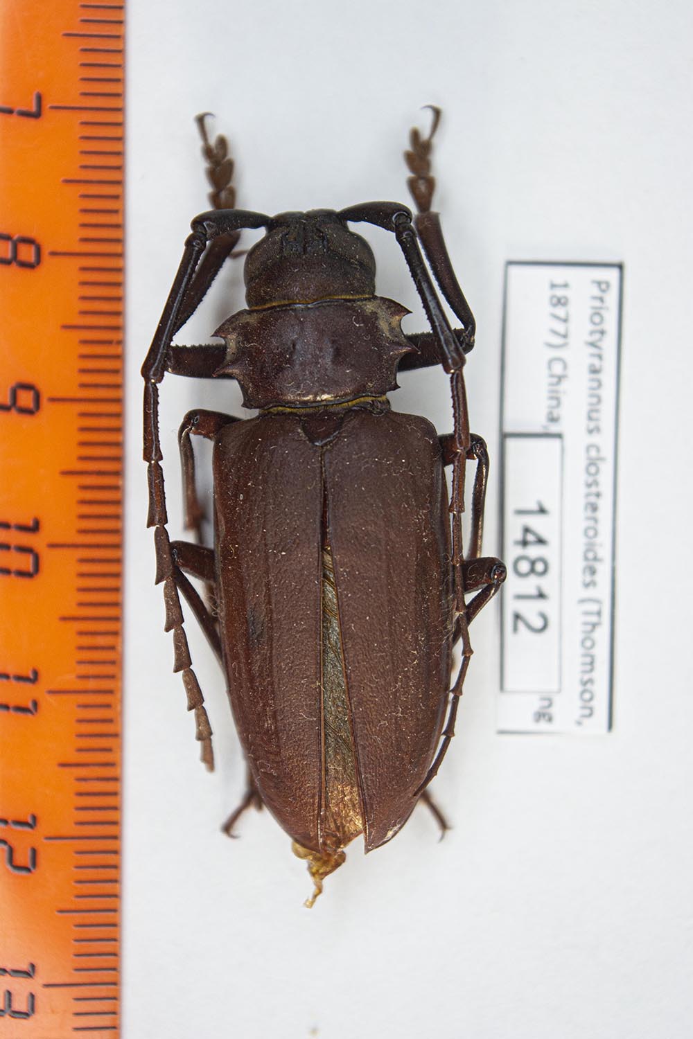 Priotyrannus closteroides (Thomson, 1877) 14812