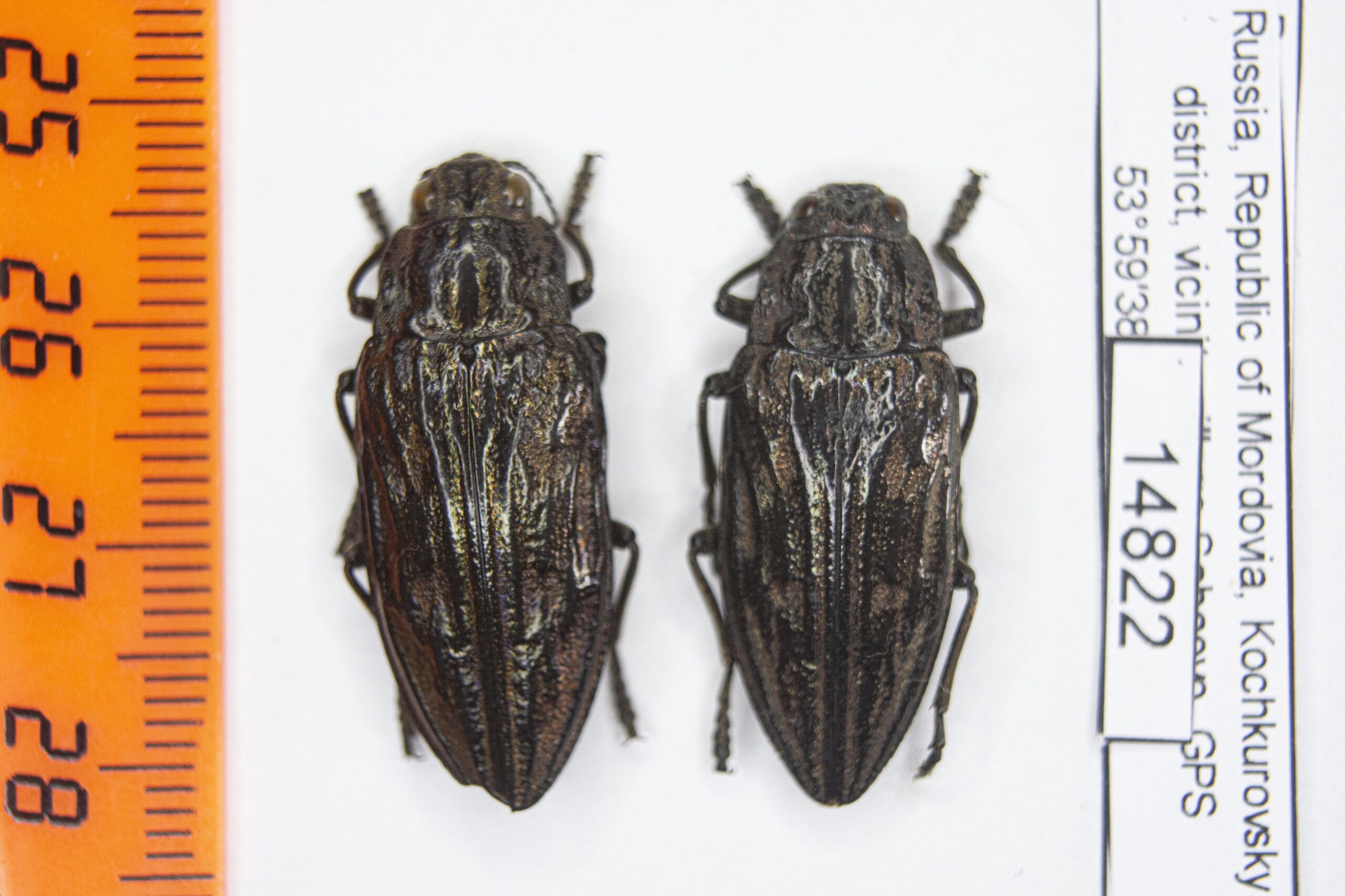 Chalcophora mariana (Linnaeus, 1758) 14822