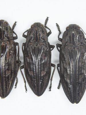 Chalcophora mariana (Linnaeus, 1758) 14824
