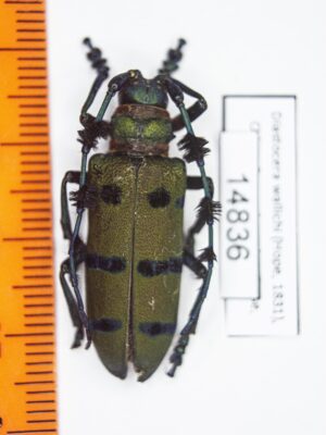 Diastocera wallichi (Hope, 1831) 14836