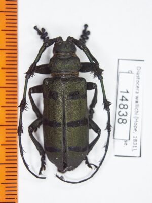 Diastocera wallichi (Hope, 1831) 14838