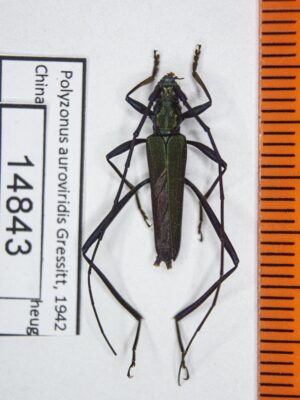 Polyzonus auroviridis (Gressitt, 1942) 14843