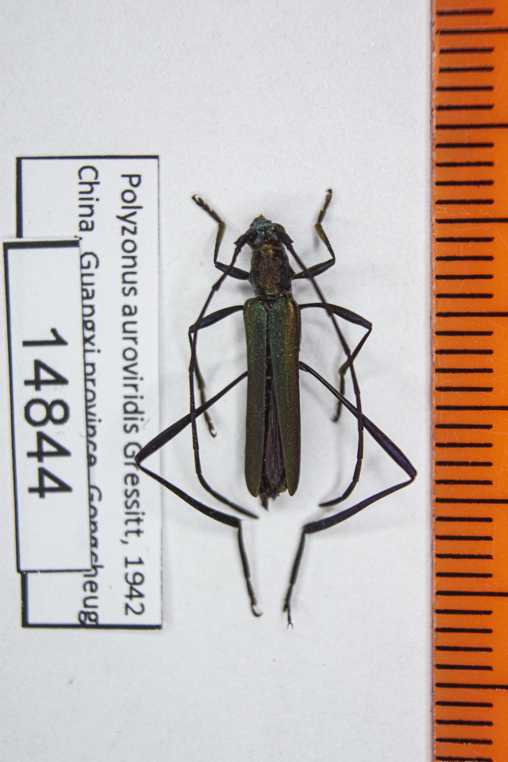 Polyzonus auroviridis (Gressitt, 1942) 14844