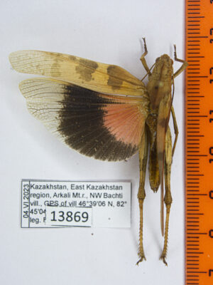 Acrididae sp. # 13869