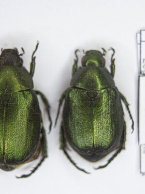Anomala mongolica (Faldermann, 1835) # 13911