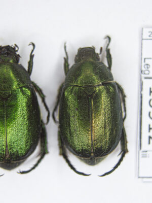 Anomala mongolica (Faldermann, 1835) # 13912