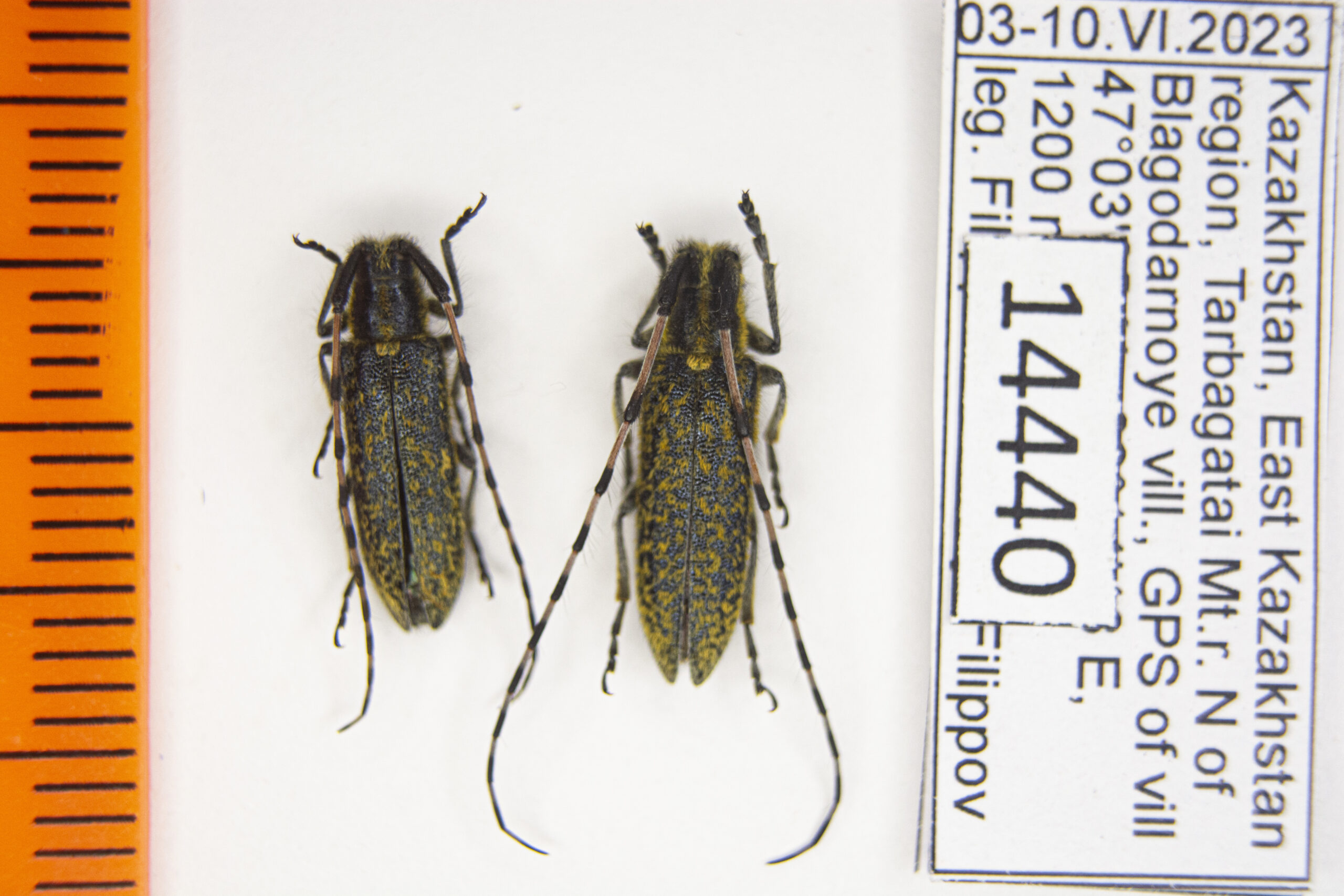 Agapanthia dahli calculensis (Lazarev, 2013) # 14440