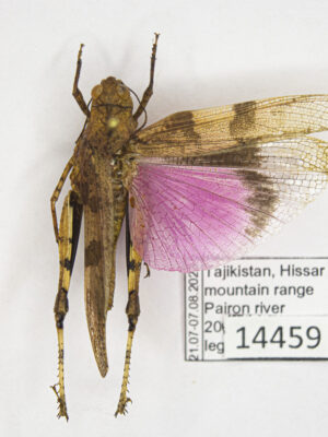 Acrididae sp. # 14459