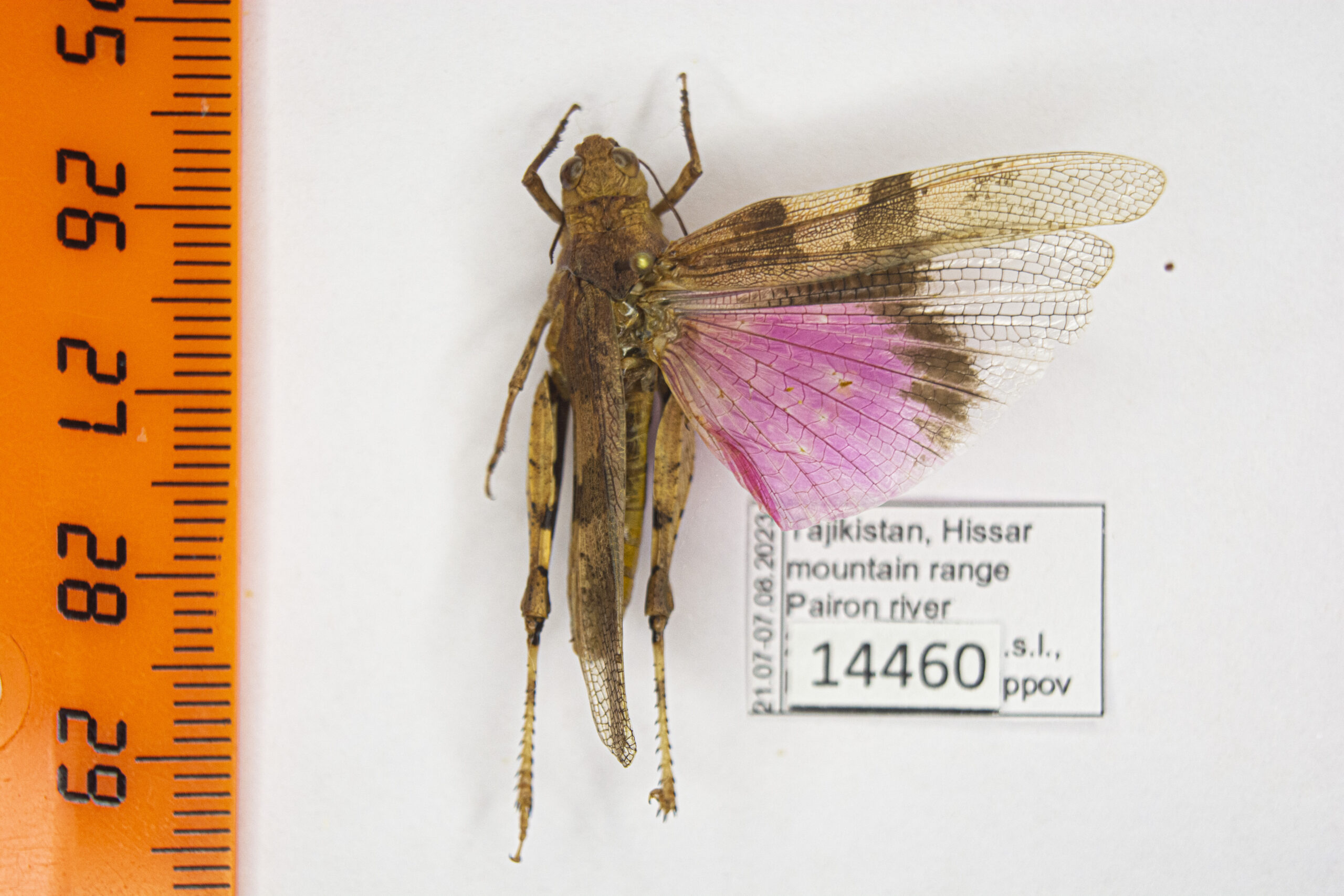Acrididae sp. # 14460