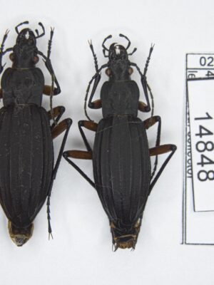 Carabus (Ctenocarabus) galicianus (Gory, 1839) 14848